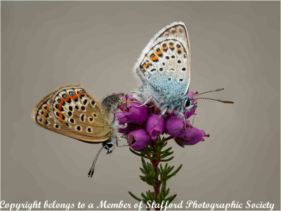 19-Silver-Studded-Blues-On-Heather