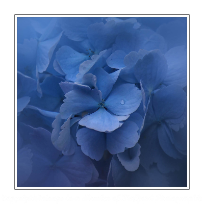 18-Hydrangea