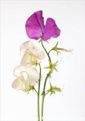 20-Sweet-Peas
