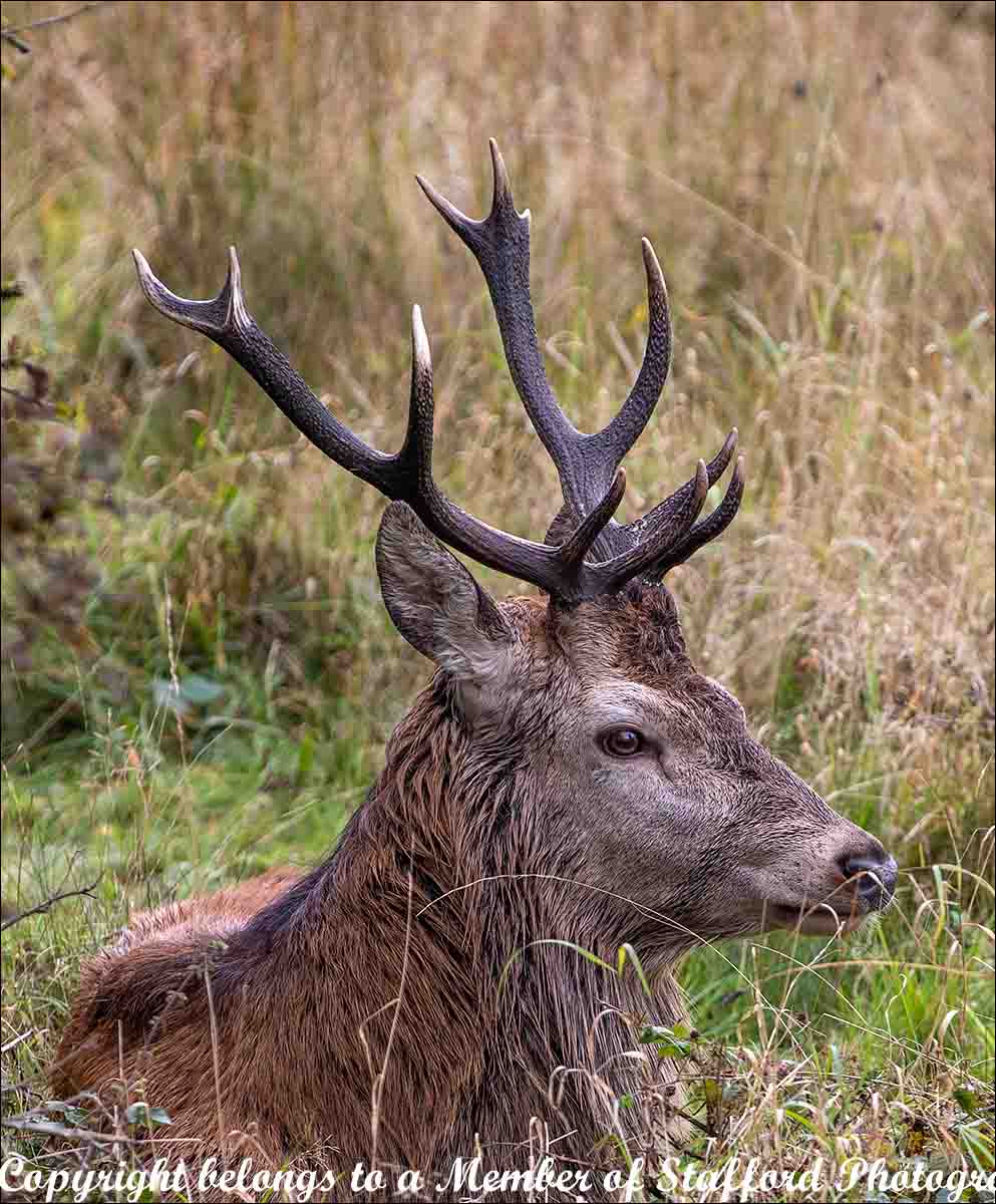 18 Stag-at-rest