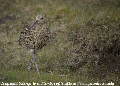 18-Curlew-Walking