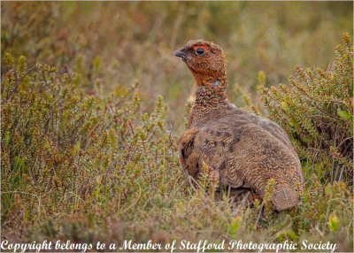 19-Grouse-on-moorland