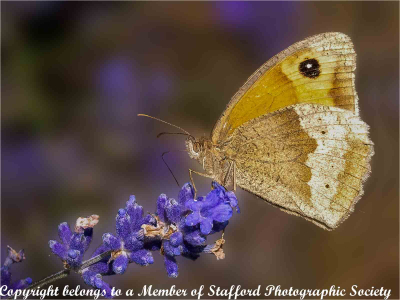 20-Meadow-Brown