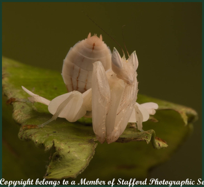 16 Orchid Mantis
