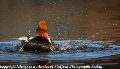 18-Pochard-Making-A-Splash