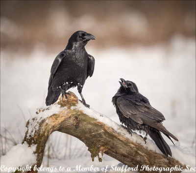 20-Raven-and-begging-Juvenile