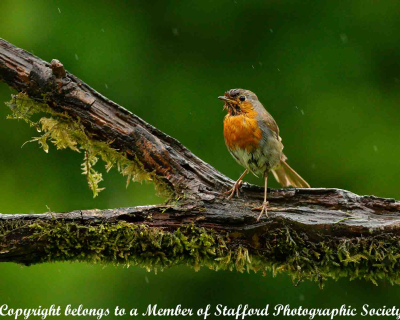 18-Robin-In-The-Rain