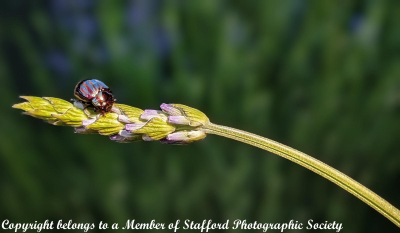 16-Rosemary-Beatle-on-Lavender
