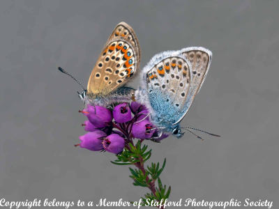 17-Silver-studded-blues 