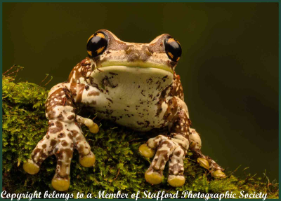 18 Amazon Milk Frog 