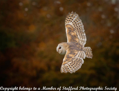 20-BARN-OWL-IN-FLIGHT