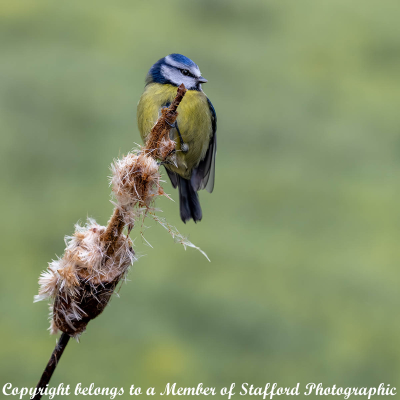 19-Blue-Tit
