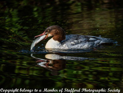 16-Goosander-with-fish