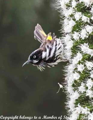 20-New-Holland-Honeyeater-on-Foxtail-Lily