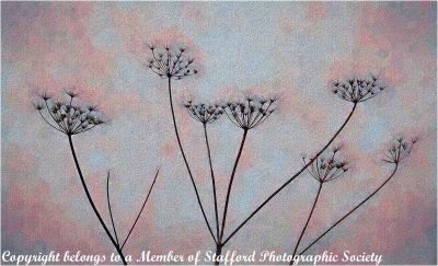 19-Cow-Parsley-in-Seed 