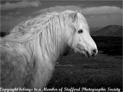20-The-white-Horse