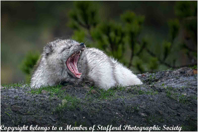 17-Arctic-Fox-the-Yawn