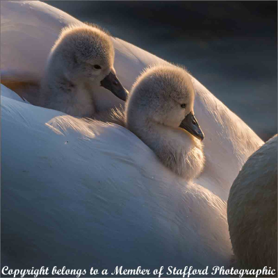 19-Cygnets-On-Board