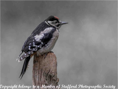 19-Greater-spotted-woodpecker