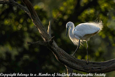 16-Little-Egret