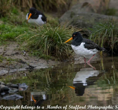 17-Oyster-Catcher-Foraging