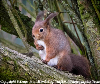 19 Red-Squirrel