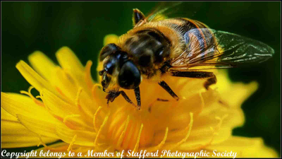 17-The-Hoverfly