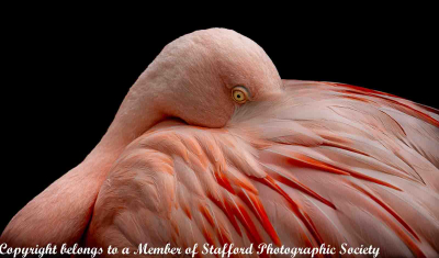 19-Flamingo