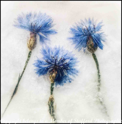 20-Frozen-Flowers