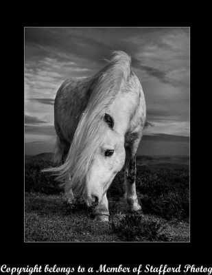 19-Hill-Pony
