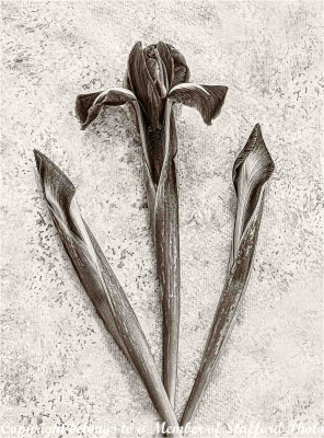 20 Iris