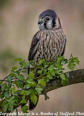 19-American-Kestral-On-Branch-jpg