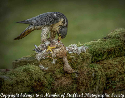 20-FALCON-WITH-PREY