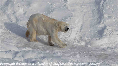18-Finnish-Polar-bear