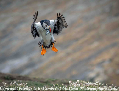 20 Puffin-with-Sand-eels