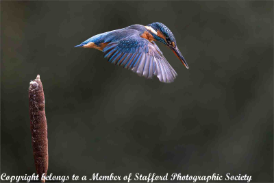 19-Female-Kingfisher-about-to-Dive