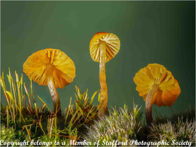 20-Galerina-Graminea