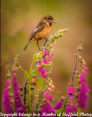 20 JUVENILE-STONECHAT-ON-FOXGLOVES