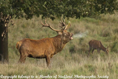 19-Stag-Calling