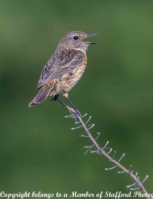 19-Stonechat-female