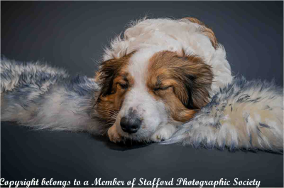 18-Let-sleeping-dogs-lie