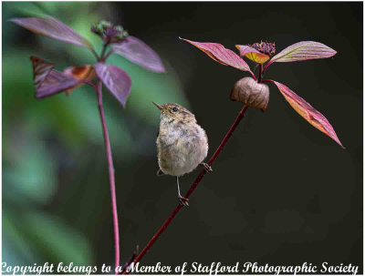 19-Chiffchaff-in-his-environment