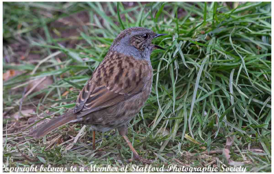 17-Dunnock