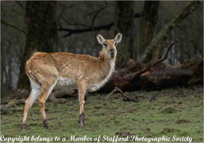 18-Elds-Deer