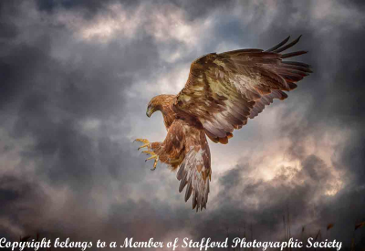 GOLDEN-EAGLE-ATTACK