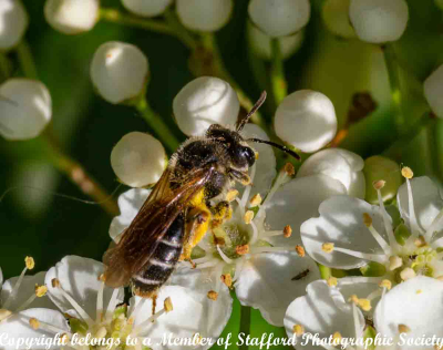 16-Honey-Bee