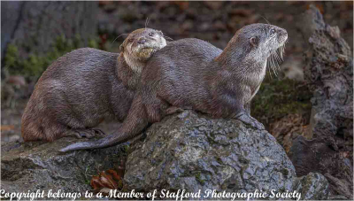 18-Otters
