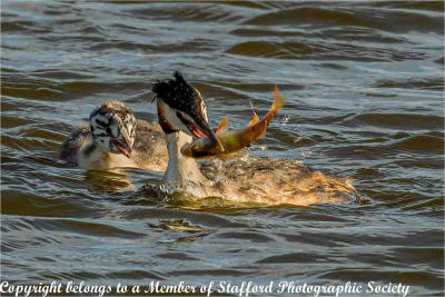 18-Perch-dinner-for-Grebe-chick