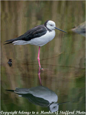 19-Pied-Stilt-2