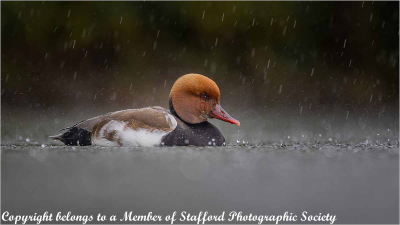 Red-Crested-Pochard-great-weather-for-ducks